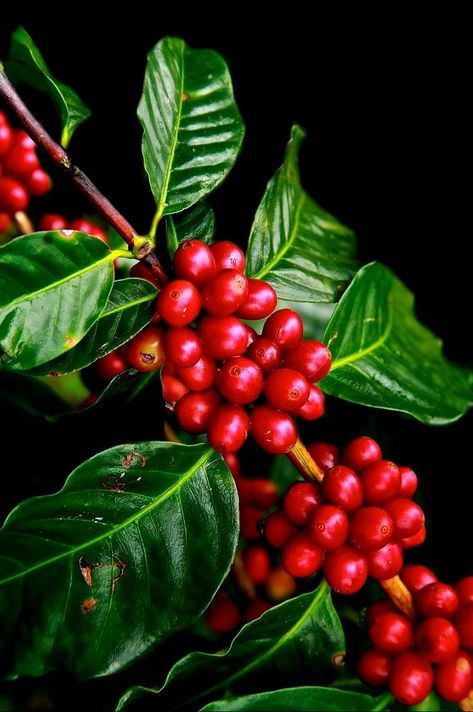 Ripe coffee beans  (stimulant) Coffee Tree Photography, Coffee Plant Painting, Coffee Plant Photography, Coffee Beans Art, Coffee Bean Plant, Coffee Bean Tree, Berries Photography, Coffee Beans Photography, Gardening Gift Set