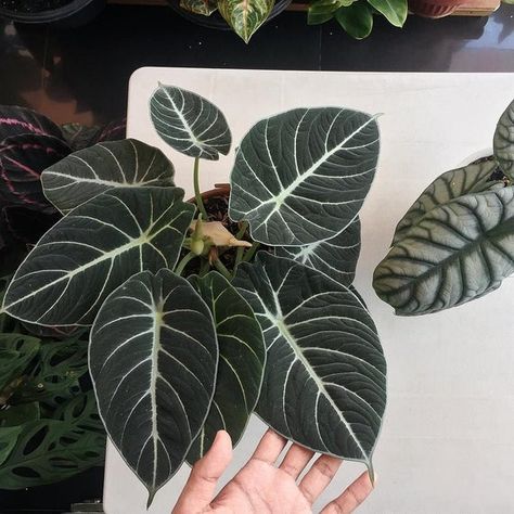 20PCS/pack Alocasia Elephant Ear Seeds Taro 'Black Velvet' (Alocasia reginula) Alocasia Reginula, Elephant Ear Bulbs, Alocasia Black Velvet, Wishlist Plants, Ear Seeds, Plant Inspiration, Amazing Plants, Alocasia Plant, Goth Garden