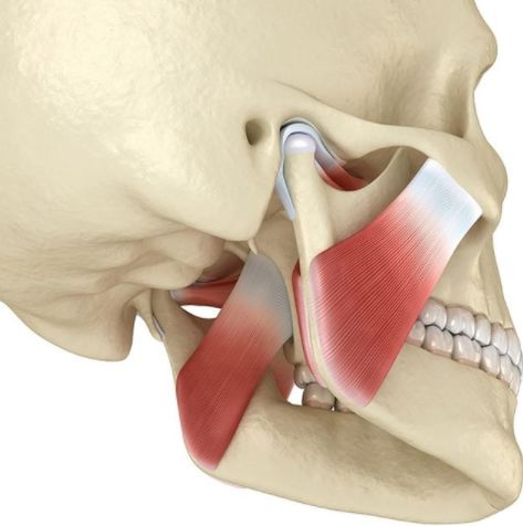 Tmj Massage, Neck Muscle Anatomy, Teeth Alignment, Relaxation Exercises, Dental Emergency, Body Joints, Tooth Pain, Muscles In Your Body, Connective Tissue