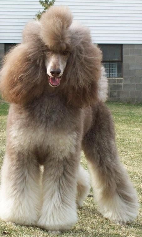 Phantom Poodle, Anjing Poodle, Parti Poodle, Poodle Haircut, Poodle Dogs, Poodle Cuts, Puppy Cut, Poodle Grooming, Tea Cup Poodle