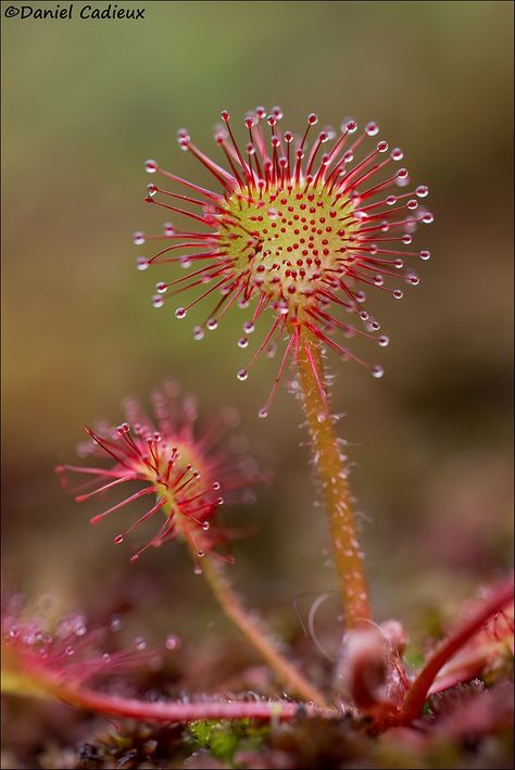 Carnivorous Plants Tattoo, Carnivorous Flower, Carnivore Plants, Biology Aesthetic, Carnivorous Plant Illustration, Sundew Plant, Carnivorous Plant Bog, Fantasy Carnivorous Plant, Carnivorous Plants Illustration Vintage