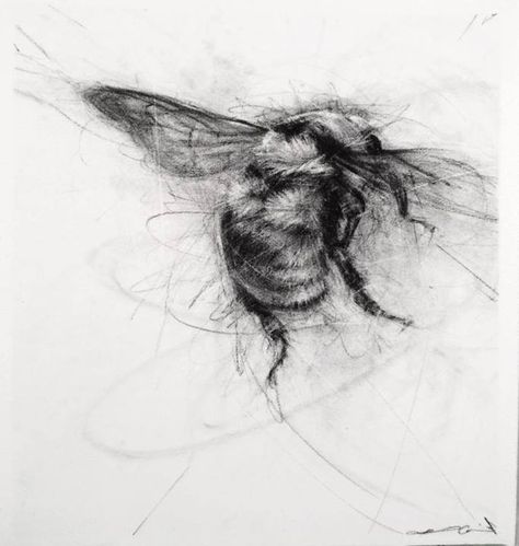 Bee, charcoal {April Coppini} Bee Drawing, Charcoal Sketch, White Drawing, Charcoal Art, Illustrator Artist, Insect Art, Bee Art, Wow Art, Black And White Drawing