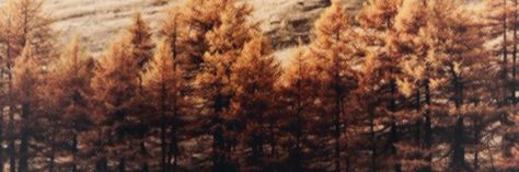 Autumn header Autumn Aesthetic Medium Widget, Fall Aesthetic Facebook Cover, Autumn Twt Header, Thanksgiving Twitter Headers, Autumn Widgets Medium, Fall Twitter Header Autumn, Autumn Banner Aesthetic, November Notion Cover, Autumn Banner Discord