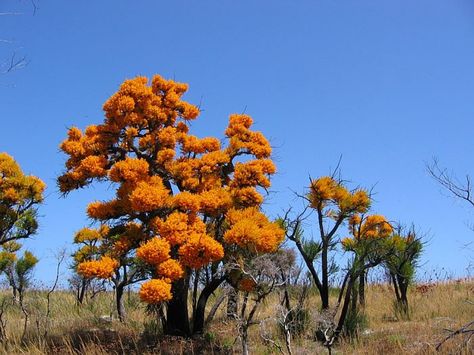 The Australian Christmas Tree, Nuytsia floribunda, and Its Ingenious Way of Survival Australian Christmas Tree, Australian Fauna, Australian Trees, Australian Photography, Australian Natives, Australian Wildflowers, Australian Christmas, Australian Native Flowers, Native Australians