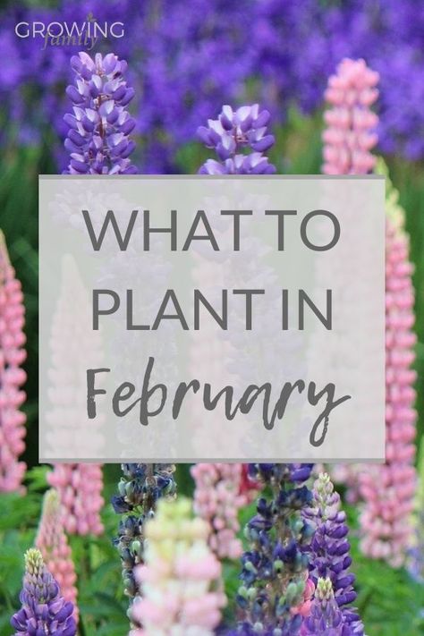 What To Plant In February, Spring Planting Flowers, When To Plant Bulbs, Spring Bulbs Garden, Planting Bulbs In Spring, Gardening Calendar, Easiest Flowers To Grow, February Calendar, Early Spring Flowers