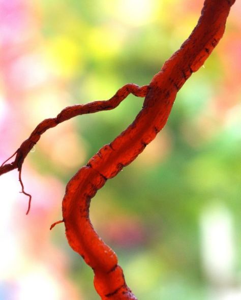 Madder Root True Roots, Red Dye, Natural Dye Fabric, Madder Root, Plants Growing, Under The Surface, Southern Europe, Fibre Art, Eco Printing