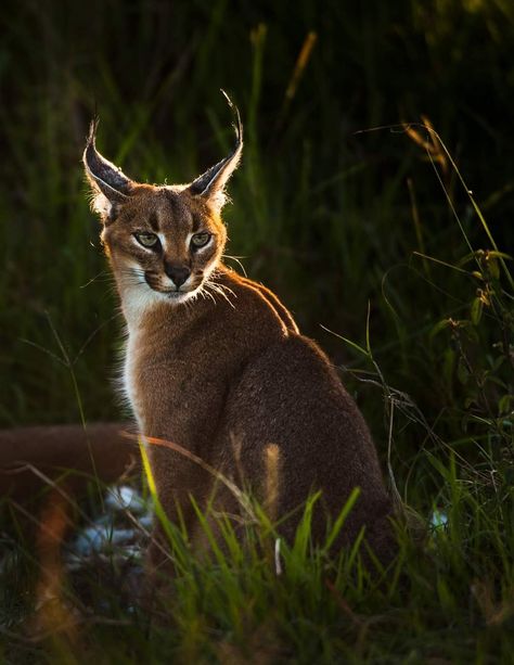 Types Of Wild Cats, Wild Cat Breeds, African Wildlife Photography, Wild Cat Species, Caracal Cat, Cat Species, Cat Reference, Masai Mara, Cat Kids