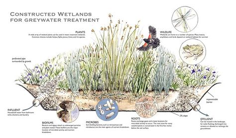 Constructed Wetland, Grey Water System, Urban Design Diagram, Urban Design Graphics, Floating Garden, Interior Architecture Drawing, Urban Agriculture, Water Projects, Landscape Concept