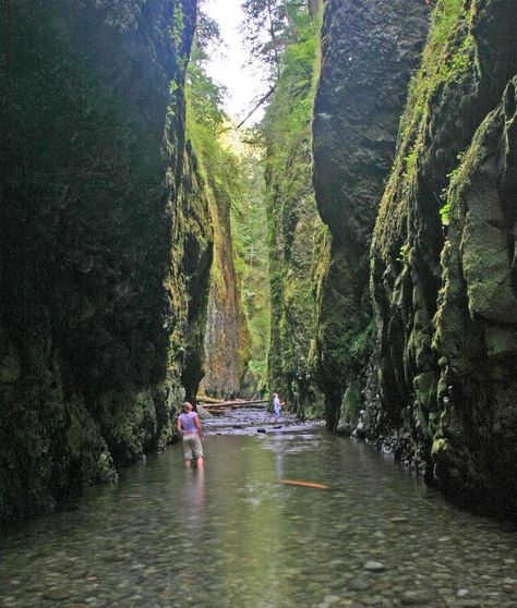 Oneonta Gorge : Portland, Cascade Locks, Oregon  The Oneonta Gorge is in the Columbia River Gorge in the American state of Oregon. The U.S. Forest Service has designated it as a botanical area because of the unique aquatic and woodland plants that grow there. The basalt walls are home to a wide variety of ferns, mosses, hepatics and lichens, many of which grow only in the Columbia River Gorge (…wiki) Cascade Locks Oregon, California Waterfalls, Gorge Oregon, Explore Oregon, Columbia Gorge, Woodland Plants, Oregon Washington, Columbia River Gorge, Pacific Crest Trail