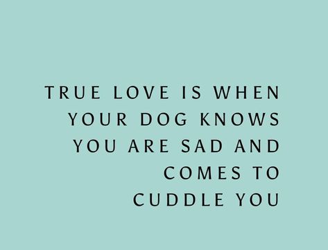 Love Your Dog Quotes, Dog Companion Quotes, Dog Thoughts Quotes, Dog Lover Quotes Feelings, Dog Quotes Love Meaningful Short, Quotes About Puppies, Dog Quotes Love Meaningful, Puppy Love Quotes, Dog Love Quotes