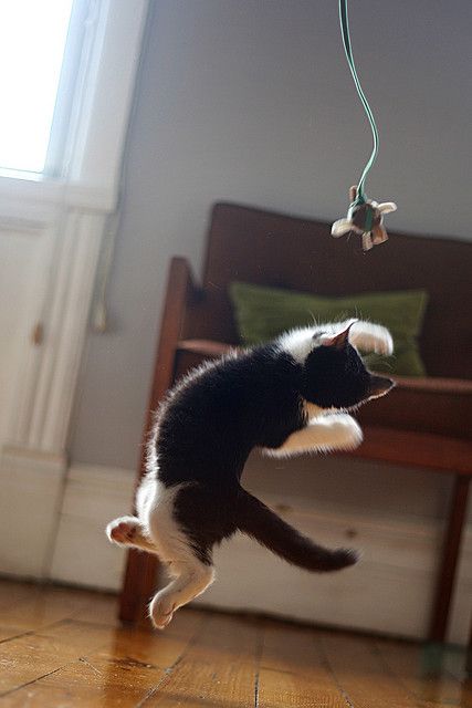 Cat Olympics, Cat Jumping, Jumping Cat, Black And White Cat, Cat Training, Cat Photography, White Cats, Domestic Cat, Cat Supplies