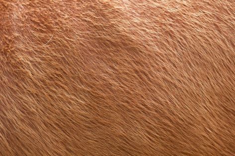 Close up of brown soft wool texture back... | Premium Photo #Freepik #photo #animals #hair #cow #nature Wool Texture, Mocha Mousse, A Level Art Sketchbook, Wool Textures, Brown Cowhide, Cow Calf, White Cow, Cow Skin, Light Blue Background