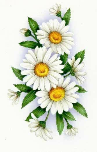 Daisy Flower Painting, Daisy Flower Drawing, Daisy Tattoo, Daisy Art, Fabric Painting On Clothes, Acrylic Painting Flowers, Daisy Painting, Pola Sulam, Flower Art Painting