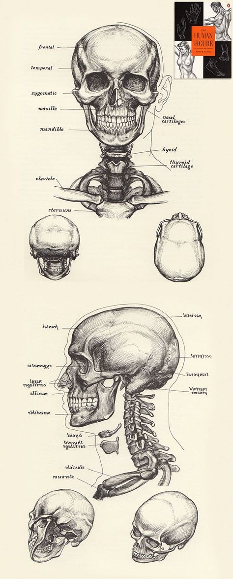 The Human Figure by David K.Rubins: The Skull Human Skull Anatomy, Skull Anatomy, Head Anatomy, Skull Reference, Skeleton Anatomy, Male Figure Drawing, Skull Sketch, Skeleton Drawings, Human Anatomy Drawing