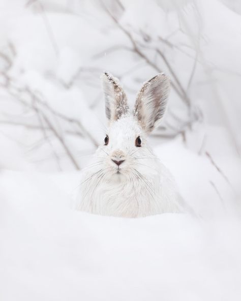 Maxime Legare-Vezina on Instagram: “A shy little snowman ☃ . . . . #explore_wildlife_ #macro_turkey #nb_nature_brilliance #majestic_wildlife #animal_sultan #animalelite…” Arctic Hare, Snow Animals, Cute Bunny Pictures, White Rabbits, Animal Symbolism, I Love Winter, Bunny Pictures, Snow Bunnies, Bunny Art