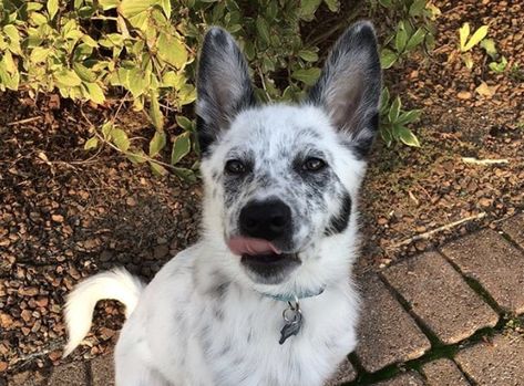 20 Best Blue Heeler Mixes - Australian Cattle Dog Mix Guide Aussie Heeler Mix Dogs, Australian Cattle Dog Mix Pitbull, Blue Cattle Dog, Texas Heeler Dogs, Heeler Mix Dogs, American Cattle Dog, Red Heeler Puppies, Texas Heeler, Red Heeler Dog