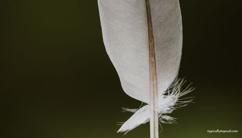 Grey Feather Meaning, Grey Feathers, Feather Meaning, Twin Flame Reunion, White Aura, Silver Feather, Black Feathers, The Truth, Feathers