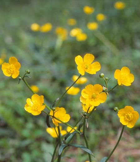 Ranunculus japonicas(Japanese Buttercup) | Treasures of Mt. Takao  | TAKAO 599 MUSEUM Buttercup Flower Photography, Yellow Buttercup Flowers, Buttercup Aesthetic Flower, Buttercup Flower Aesthetic, Buttercups Flower, Superhero Aesthetic, Dior Pants, Buttercup Flowers, Small Yellow Flowers