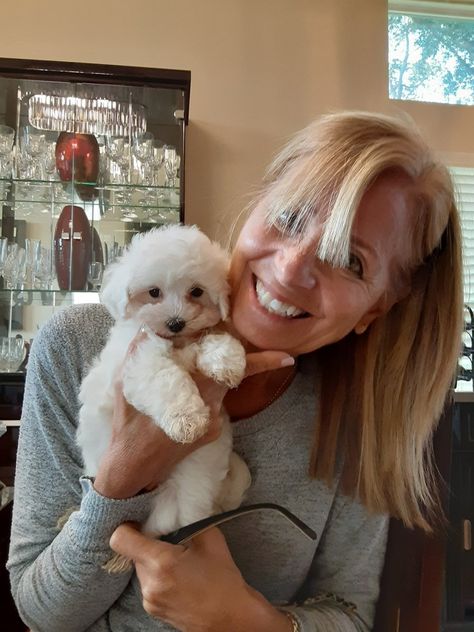 Maltese Dog For Sale, Maltese Breed, Puppy Care Tips, Maltese Puppies For Sale, Puppies For Adoption, Maltese Puppies, Dog Training Techniques, Maltese Dog, Dog Nutrition