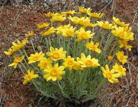 Eriophyllum lanatum-Oregon sunshine - Klamath Siskiyou Native Seeds Fence Border, Perennial Flowers, Gardening 101, Cascade Mountains, High Desert, Pollinator Garden, Golden Flower, Meadow Flowers, Central Oregon