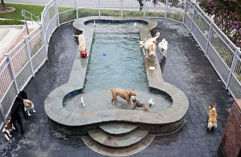 above ground pool? Diy Chat, Dog Hotel, Pet Resort, Dog Pool, Spoiled Dogs, Pet Spa, Pet Hotel, Pet Boarding, Pet Friendly Hotels