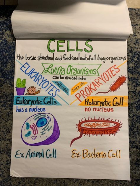 Prokaryotes and Eukaryotes. Animal cell and bacteria cell. Nucleus or no nucleus. Middle school science anchor chart by 4mcoleman 6th Grade Anchor Charts, Prokaryotes And Eukaryotes, Cell Nucleus, Bacteria Cell, Teaching Middle School Science, Science Chart, Science Cells, Middle School Science Classroom, Science Anchor Charts