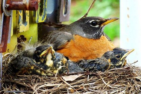 Robin Nest, Feather With Birds Tattoo, American Robin, History Professor, Mama Bird, Robin Bird, Owl Bird, All Birds, Birdwatching