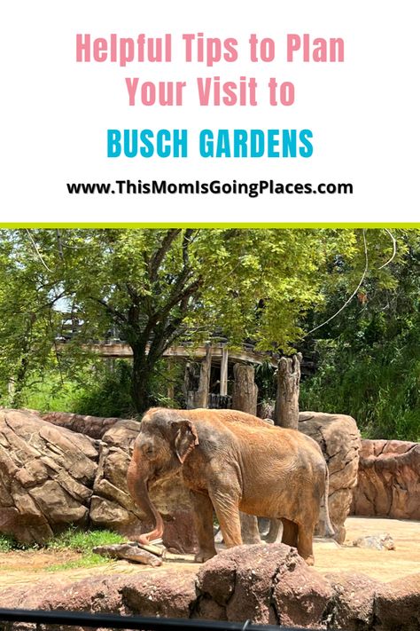 Helpful Tips to Plan Your Visit to Busch Gardens | THIS MOM IS GOING PLACES Busch Gardens Outfit, Good Walking Shoes, Busch Gardens Tampa Bay, Florida Parks, Busch Gardens Tampa, Busch Gardens, Gardening Outfit, Garden Show, Going Places