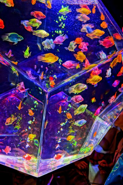 art aquarium 2012 by sugagaga, via Flickr Selamat Hari Valentine, Kid Core Aesthetic, Art Aquarium, Kidcore Aesthetic, Bedroom Wall Collage, Rainbow Aesthetic, Neon Aesthetic, Photo Wall Collage, Kid Core