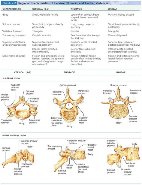 https://flic.kr/p/7d19Fc | table 7.2 regional characteristics of cervical, thoracic, and lumbar vertebrae Lumbar Vertebrae, Human Skeletal System, Human Skeleton Anatomy, Thoracic Vertebrae, Radiology Student, Anatomy Bones, Basic Anatomy, Basic Anatomy And Physiology, Nurse Study Notes