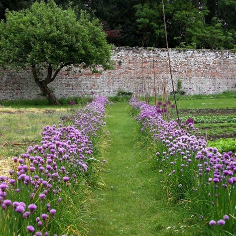 Just fabulous.  Love this border of chives in the grass. Definitely going to mix this with my lavender if it strikes and will add some alchemical mollie too.#chives #chivesinbloom #herbs #cottageideas #gardeninsporation Cabbage And Spinach, Chives Garden, Apricot Trees, Chives Plant, Container Herb Garden, Garden Walls, Lavender Garden, Garden Veggies, Edible Landscaping