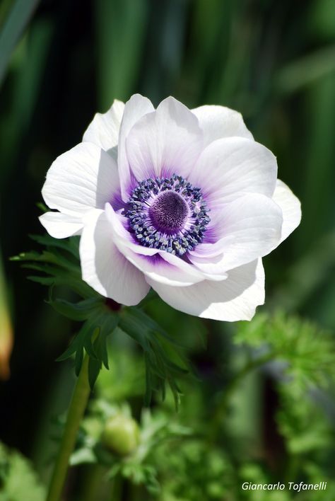 Anemone Flower, Beautiful Flowers Pictures, Sugar Flowers, Exotic Flowers, Flower Images, Flowers Nature, Beautiful Blooms, Flower Photos, Flower Pictures