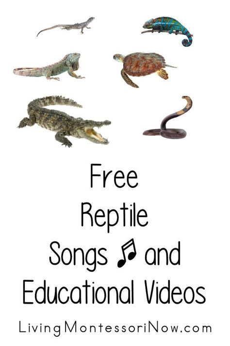 Free reptile songs and educational videos for a variety of ages; perfect for homeschool or classroom for a reptile or animal classification unit - Living Montessori Now Reptile Activities For Kindergarten, Reptile Science Activities For Preschool, Reptiles Theme Preschool Activities, Reptile Activities For Kids, Reptile Activities For Preschool, Reptile Songs For Preschool, Reptile Themed Activities, Reptile Learning Activities, Reptile And Amphibians Preschool