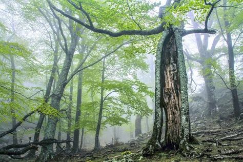 Ancient and Primeval Beech Forests of the Carpathians and Other Regions of Europe Bucket List Vacations, Heritage Center, Sustainable Tourism, Biome, The Alps, Ice Age, Unesco World Heritage, Heritage Site, World Heritage