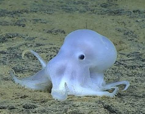 Octopus dubbed Casper the friendly ghost could be new species Chb Aesthetic, Octopus Species, Dumbo Octopus, Creature Marine, Casper The Friendly Ghost, Deep Sea Creatures, Beautiful Sea Creatures, Friendly Ghost, Marine Biology