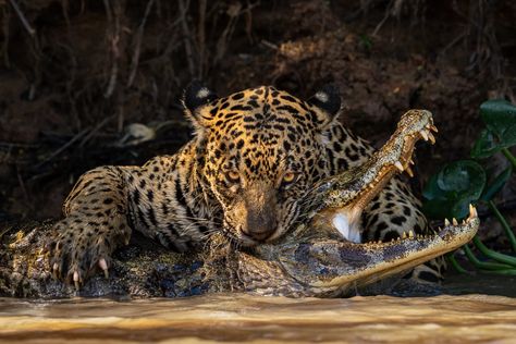 Sony World Photography Awards showcases beauty of the natural world Sony World Photography Awards, Sultanate Of Oman, Extraordinary People, World Photography, Photography Awards, Amazing Animals, Holiday Destinations, The Natural World, Open Air