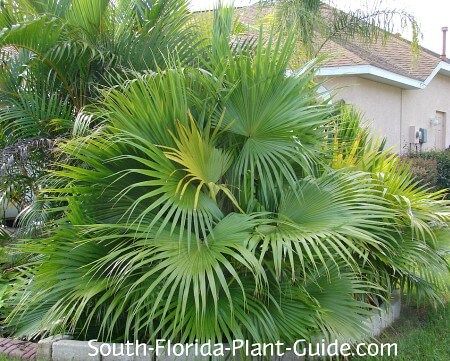 Chinese Fan Palm Palm Tree Types, Chinese Fan Palm, Tropical Garden Ideas, Palm Tree Pictures, Florida Landscaping, Florida Plants, Porch Plants, Chinese Fan, Pool Landscape