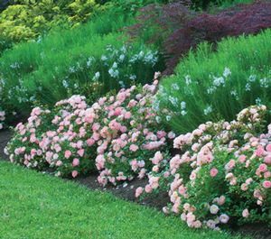 Drift®Roses < WOW in your landscape! Landscape Remodel, Hillside Gardening, Plant Reference, Drift Roses, Ground Cover Roses, Plant Inspiration, Knockout Roses, Florida Plants, Backyard Plan