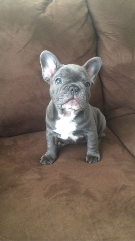 Blue frenchie puppy Grey French Bulldog Blue Eyes, Blue Frenchie Puppy, Grey Puppies, Grey French Bulldog Puppy, Grey Frenchie, Gray French Bulldog, Grey French Bulldog, Blue Frenchie, Bulldog Francese