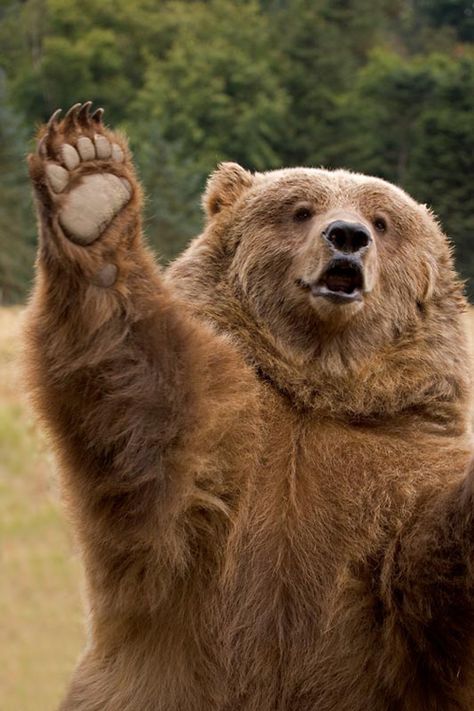 Bears who think they are hailing a cab are common in areas with poor or limited public transportation Brown Bear