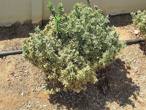 Click to view a full-size photo of Variegated Boxleaf Japanese Euonymus (Euonymus japonicus 'Microphyllus Variegatus') at Homestead Gardens Euonymus Japonicus, Golden Highlights, Homestead Gardens, Evergreen Shrubs, Landscaping Plants, Types Of Soil, Outdoor Landscaping, Green Foliage, Fall Color