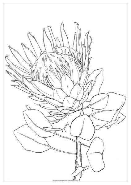 Protea – Polina Bright Easy Line Drawings, Polina Bright, Protea Art, Line Art Flowers, Flower Line Drawings, Protea Flower, Australian Native Flowers, Flower Art Drawing, Flower Sketches