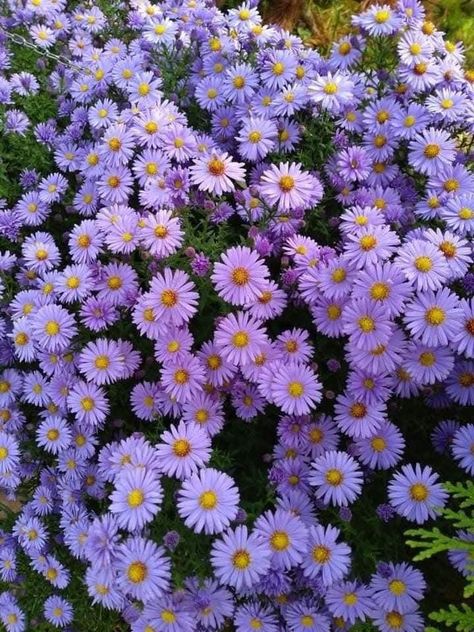 Aster Flower Aesthetic, Vintage Flowers Wallpaper, Flowers Photography Wallpaper, Wallpaper Flower, Nothing But Flowers, Wallpaper Nature Flowers, Aesthetic Flowers, Pretty Landscapes, Flower Therapy