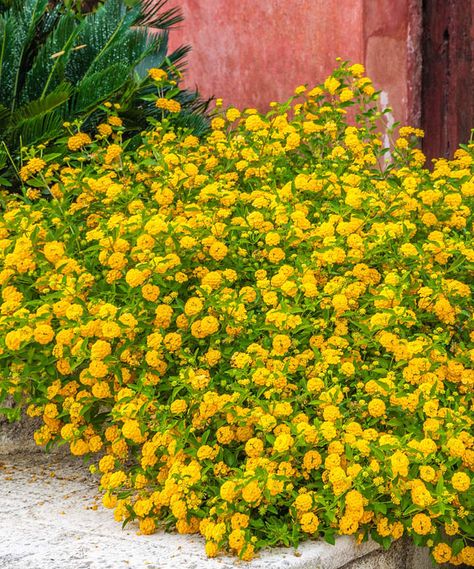 Yellow Lantana, Lantana Flower, Lantana Plant, Pergola Pictures, Making Plant Pots, Lawn Care Tips, Yellow Blossom, Cottage Farm, Backyard Projects