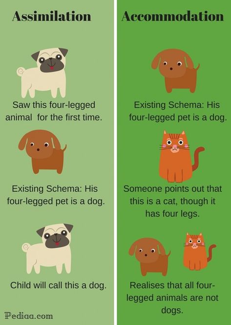 Difference Between Assimilation and Accommodation-infographic Developmental Theories, Schema Play, Piaget Stages Of Development, Clep Exam, Learn Psychology, Piaget Theory, Education Psychology, Child Development Theories, Applied Linguistics