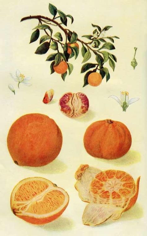 Vintage Botanical Print of Oranges & an Orange Tree – Click for larger color plate @ Vintage Fangirl Flowers And Fruit, Vegetable Illustration, Antique Botanical Print, Illustration Botanique, Botanical Illustration Vintage, Fruit Illustration, Vintage Botanical Prints, Décor Boho, Orange Tree