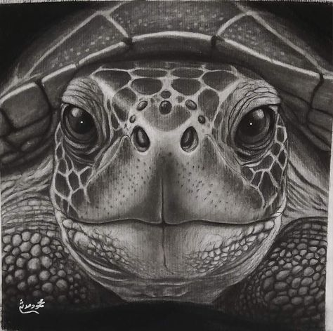 Turtle Sketch, Metamorphosis Art, Sea Creatures Drawing, Realistic Animal Drawings, Realistic Sketch, Turtle Drawing, Pencil Drawings Of Animals, Sea Turtle Art, Gcse Art Sketchbook