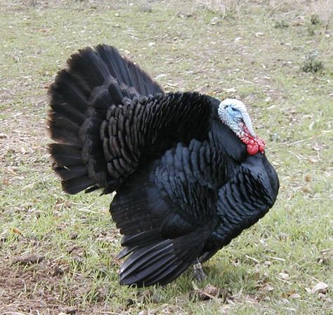 Black Turkey Tom Turkey Breeds, Rhode Island Red Chickens, Farming Land, Black Turkey, Raising Turkeys, Turkey Farm, Wind Dancer, Duck Breeds, Turkey Bird