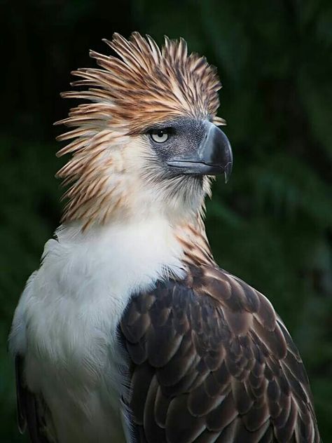 The Monkey Eating Eagle Monkey Eating Eagle, Monkey Eating, Philippine Eagle, Raptors Bird, Wild Animals Photos, Exotic Birds, Funny Animal Memes, Alam Yang Indah, Colorful Birds