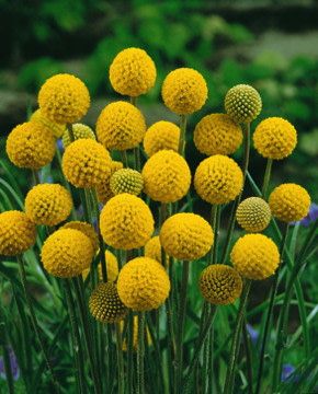 Drumstick Flower - Fedco Seeds Globe Flower, Australian Garden Design, Australian Native Garden, Billy Buttons, Australian Flowers, Flower Shapes, Australian Native Flowers, Australian Plants, Australian Garden